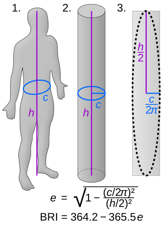 一個(gè)人胖不胖 看“圓度指數(shù)” 比BMI更靠譜